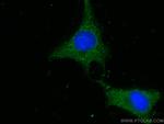 HINT1 Antibody in Immunocytochemistry (ICC/IF)