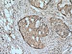 HINT1 Antibody in Immunohistochemistry (Paraffin) (IHC (P))