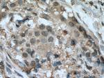 HINT1 Antibody in Immunohistochemistry (Paraffin) (IHC (P))