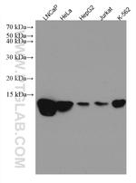 HINT1 Antibody in Western Blot (WB)