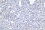 PTP4A1 Antibody in Immunohistochemistry (Paraffin) (IHC (P))