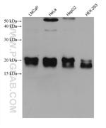 PTP4A1 Antibody in Western Blot (WB)