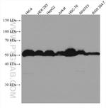 Calumenin Antibody in Western Blot (WB)