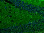 Drebrin Antibody in Immunohistochemistry (Paraffin) (IHC (P))