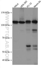 Drebrin Antibody in Western Blot (WB)