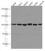 VPS18 Antibody in Western Blot (WB)