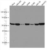 PHGDH Antibody in Western Blot (WB)