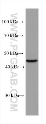 TERF1 Antibody in Western Blot (WB)