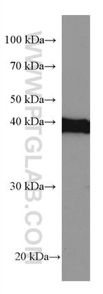 SLC25A37 Antibody in Western Blot (WB)