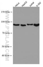 Importin Beta Antibody in Western Blot (WB)