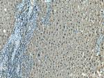 GSS Antibody in Immunohistochemistry (Paraffin) (IHC (P))