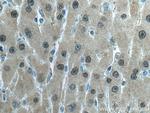 GSS Antibody in Immunohistochemistry (Paraffin) (IHC (P))