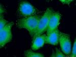 EIF1 Antibody in Immunocytochemistry (ICC/IF)