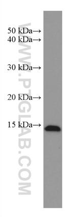 EIF1 Antibody in Western Blot (WB)