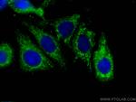 SERPIND1 Antibody in Immunocytochemistry (ICC/IF)