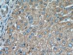 SERPIND1 Antibody in Immunohistochemistry (Paraffin) (IHC (P))