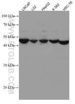 SCLY Antibody in Western Blot (WB)