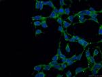 VPS53 Antibody in Immunocytochemistry (ICC/IF)