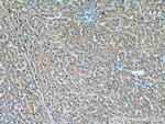 VPS53 Antibody in Immunohistochemistry (Paraffin) (IHC (P))