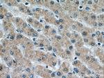 VPS53 Antibody in Immunohistochemistry (Paraffin) (IHC (P))