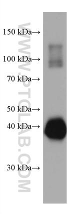 Ovalbumin Antibody in Western Blot (WB)