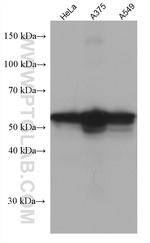 CREB3L1/OASIS Antibody in Western Blot (WB)