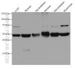 WASF3 Antibody in Western Blot (WB)