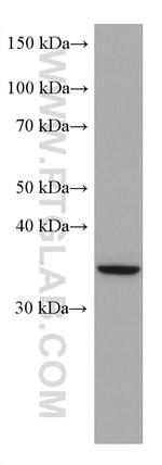 SIX6 Antibody in Western Blot (WB)