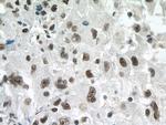 PSME3 Antibody in Immunohistochemistry (Paraffin) (IHC (P))