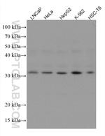 PSME3 Antibody in Western Blot (WB)