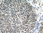 PPID Antibody in Immunohistochemistry (Paraffin) (IHC (P))