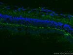 ANO2 Antibody in Immunohistochemistry (Paraffin) (IHC (P))