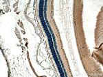 ANO2 Antibody in Immunohistochemistry (Paraffin) (IHC (P))