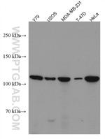 ANO2 Antibody in Western Blot (WB)