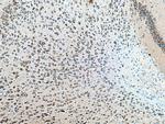 GRIA1 Antibody in Immunohistochemistry (Paraffin) (IHC (P))