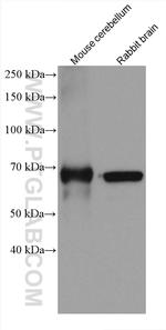 GAD1 Antibody in Western Blot (WB)