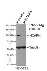 NCAPH Antibody in Western Blot (WB)