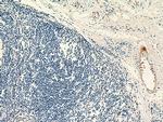 PROCR Antibody in Immunohistochemistry (Paraffin) (IHC (P))