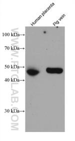 PROCR Antibody in Western Blot (WB)