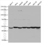 HARS Antibody in Western Blot (WB)