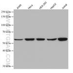 IMPDH2 Antibody in Western Blot (WB)