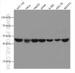 SNX5 Antibody in Western Blot (WB)