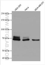 DVL1 Antibody in Western Blot (WB)