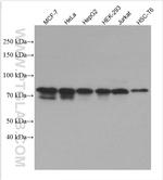 EIF2AK1 Antibody in Western Blot (WB)