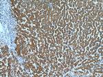 ERP29 Antibody in Immunohistochemistry (Paraffin) (IHC (P))