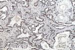 PCK2 Antibody in Immunohistochemistry (Paraffin) (IHC (P))