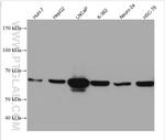 PCK2 Antibody in Western Blot (WB)