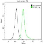 cyclin B1 Antibody in Flow Cytometry (Flow)