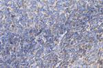 cyclin B1 Antibody in Immunohistochemistry (Paraffin) (IHC (P))