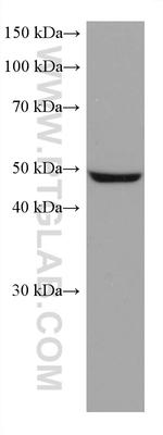 ASL Antibody in Western Blot (WB)